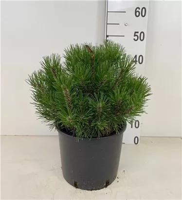 Krummholz-Kiefer - Pinus mugo mughus