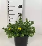 Fingerstrauch 'Kobold' - Potentilla 'Kobold'