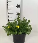 Fingerstrauch 'Kobold' - Potentilla 'Kobold'