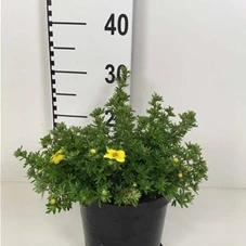 Potentilla 'Kobold', C 3 30- 40