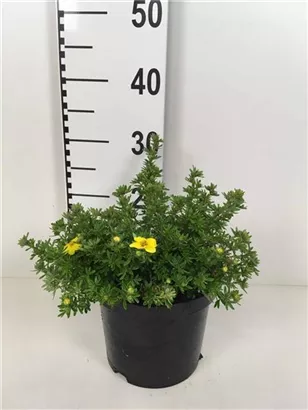 Fingerstrauch 'Kobold' - Potentilla 'Kobold'