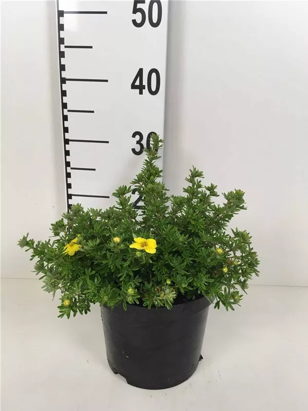 Fingerstrauch 'Kobold' - Potentilla 'Kobold'