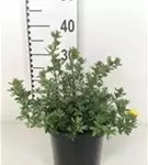 Fingerstrauch 'Sommerflor' - Potentilla 'Sommerflor'