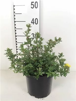 Fingerstrauch 'Sommerflor' - Potentilla 'Sommerflor'