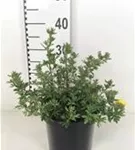 Fingerstrauch 'Sommerflor' - Potentilla 'Sommerflor'