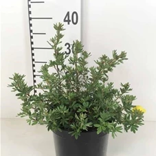 Potentilla 'Sommerflor', C 3 30- 40
