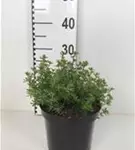 Fingerstrauch 'Red Ace' - Potentilla fruticosa 'Red Ace' - Stauden A-Z