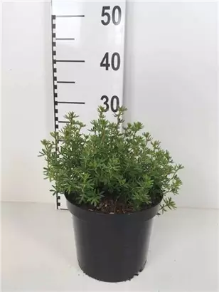 Fingerstrauch 'Red Ace' - Potentilla fruticosa 'Red Ace' - Stauden A-Z