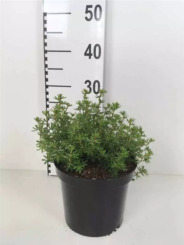 Fingerstrauch 'Red Ace' - Potentilla fruticosa 'Red Ace' - Stauden A-Z