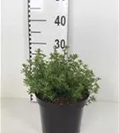 Fingerstrauch 'Red Ace' - Potentilla fruticosa 'Red Ace' - Stauden A-Z