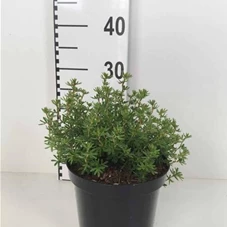 Potentilla fruticosa 'Red Ace' - Stauden A-Z, C 3 30- 40