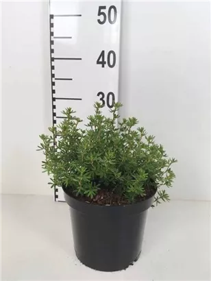 Fingerstrauch 'Red Ace' - Potentilla fruticosa 'Red Ace' - Stauden A-Z