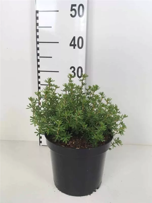 Fingerstrauch 'Red Ace' - Potentilla fruticosa 'Red Ace' - Stauden A-Z