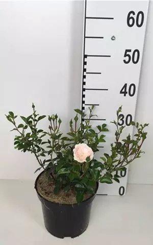 Rosa 'Sea Foam' BDR II