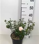 Bodend.Rose 'Sea Foam' - Rosa 'Sea Foam' BDR II