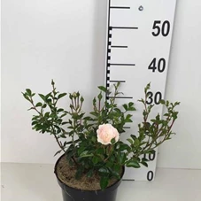 Rosa 'Sea Foam' BDR II, C 3 25- 30