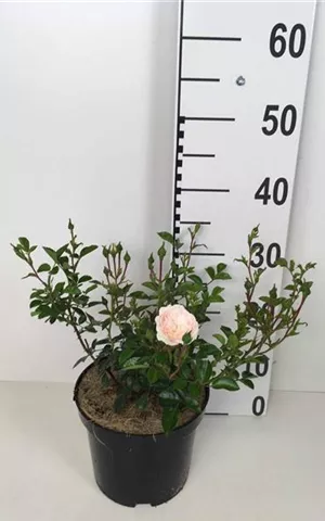 Rosa 'Sea Foam' BDR II