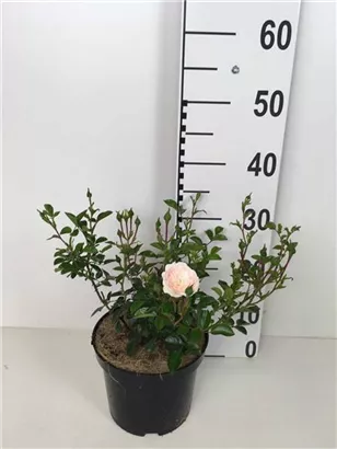 Bodend.Rose 'Sea Foam' - Rosa 'Sea Foam' BDR II