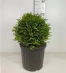 Heimische Eibe - Taxus baccata - Formgehölze
