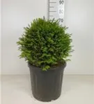 Heimische Eibe - Taxus baccata - Formgehölze