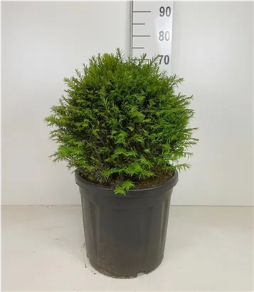 Heimische Eibe - Taxus baccata - Formgehölze