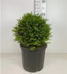 Heimische Eibe - Taxus baccata - Formgehölze