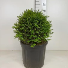 Taxus baccata - Formgehölze, C 15 Kugel 35- 40