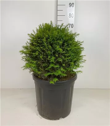 Heimische Eibe - Taxus baccata - Formgehölze
