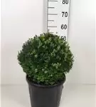 Heimische Eibe - Taxus baccata - Formgehölze
