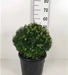 Heimische Eibe - Taxus baccata - Formgehölze