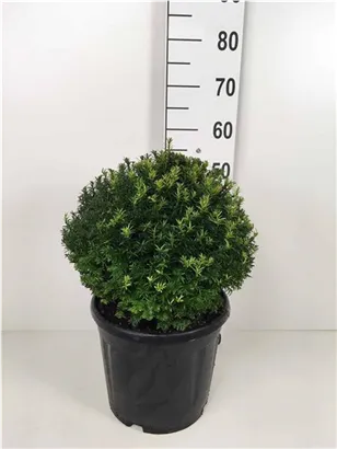 Heimische Eibe - Taxus baccata - Formgehölze