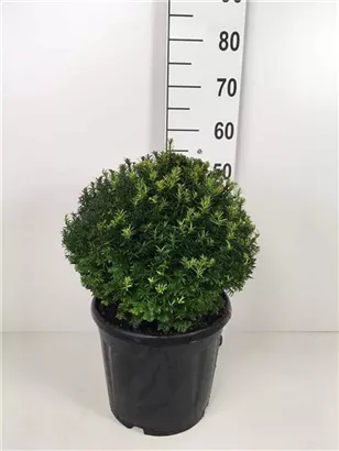 Heimische Eibe - Taxus baccata - Formgehölze