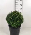 Heimische Eibe - Taxus baccata - Formgehölze