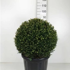 Taxus baccata - Formgehölze, C Kugel 50-