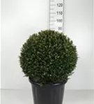 Heimische Eibe - Taxus baccata - Formgehölze