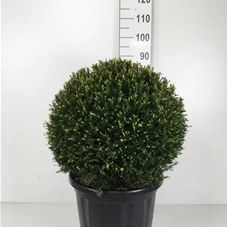 Taxus baccata - Formgehölze, C Kugel 50-
