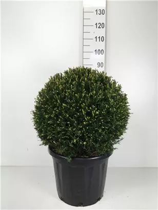 Heimische Eibe - Taxus baccata - Formgehölze