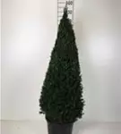 Heimische Eibe - Taxus baccata - Formgehölze