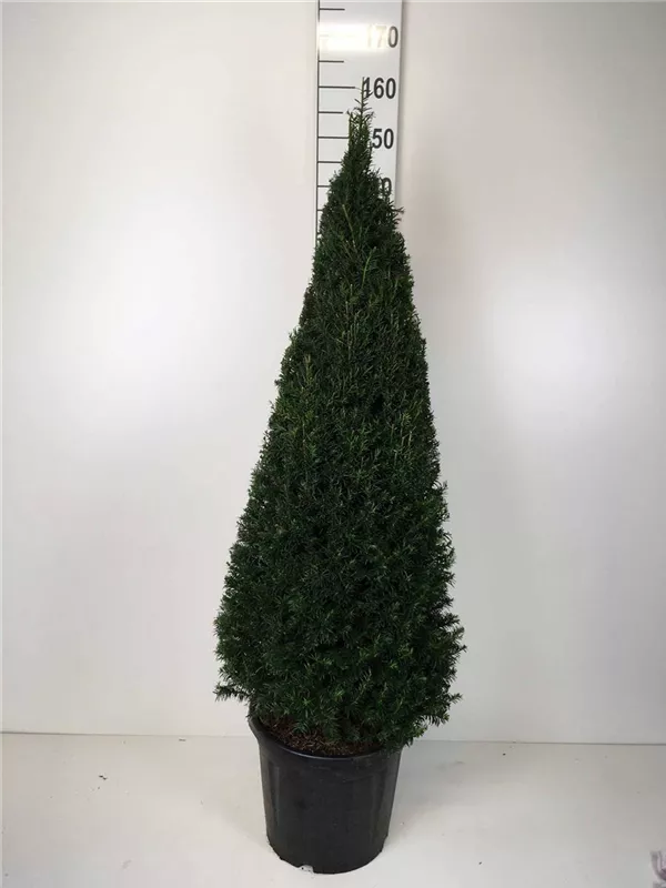 Heimische Eibe - Taxus baccata - Formgehölze Heimische Eibe - Taxus baccata - Formgehölze