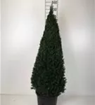Heimische Eibe - Taxus baccata - Formgehölze