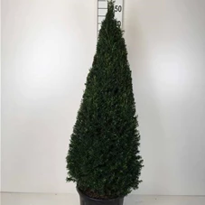 Taxus baccata - Formgehölze, C 45 Kegel 110- 120