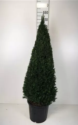 Taxus baccata - Formgehölze