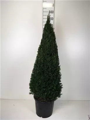 Heimische Eibe - Taxus baccata - Formgehölze