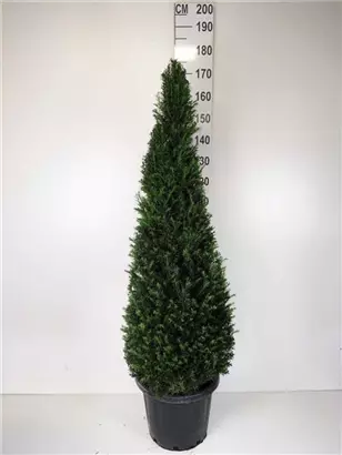 Heimische Eibe - Taxus baccata - Formgehölze