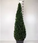 Heimische Eibe - Taxus baccata - Formgehölze