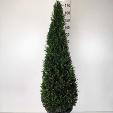 Taxus baccata - Formgehölze, C 45 Kegel 130- 140