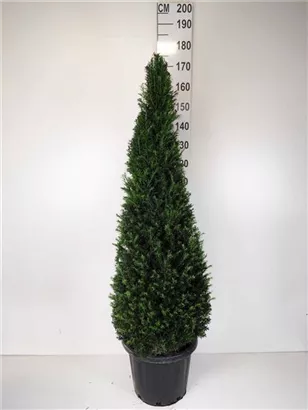 Heimische Eibe - Taxus baccata - Formgehölze