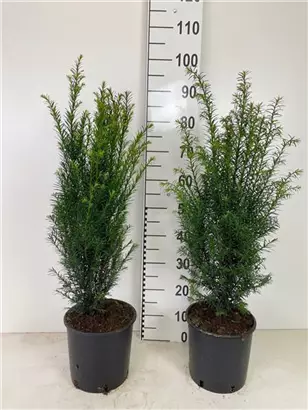 Heimische Eibe - Taxus baccata - Heckenpflanzen