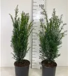 Heimische Eibe - Taxus baccata - Heckenpflanzen