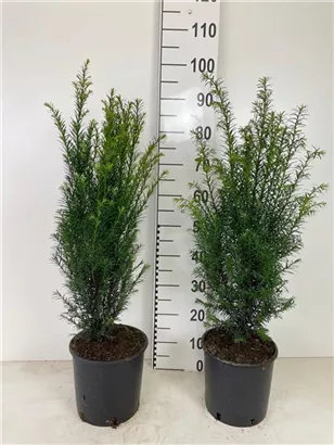 Heimische Eibe - Taxus baccata - Heckenpflanzen
